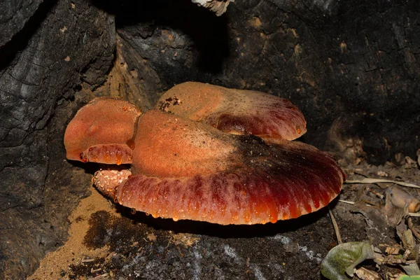 Biftek Mantarı Karaciğer Mantarı Bazı Ülkelerde Kaynananın Dili Latince Fistulina — Stok fotoğraf