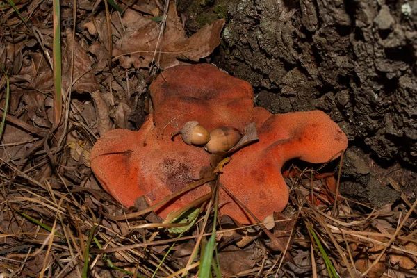 橡木树根树皮上的一个美丽的蘑菇 牛肉菌或肝菌 Latin Fistulina Hepatica — 图库照片