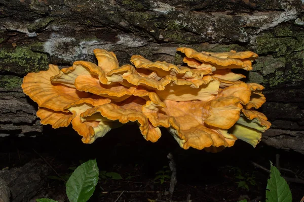 Θείο Polypore Κοτόπουλο Του Δάσους Λατινικά Laetiporus Sulphureus Κοντά Ένα — Φωτογραφία Αρχείου