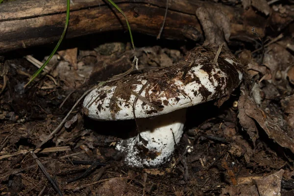 可食用的牛奶蘑菇或牛奶杯 拉丁语 Lactarius Resimus 生长在森林中的落叶下 蘑菇近身 — 图库照片