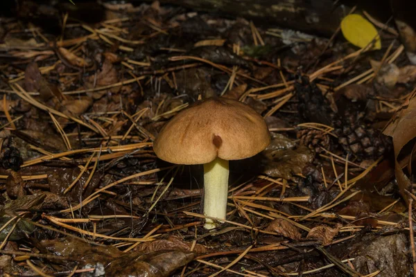 Edible Tasty Young Mushroom Slippery Jack Latin Suillus Luteus Coniferous — Stock Photo, Image
