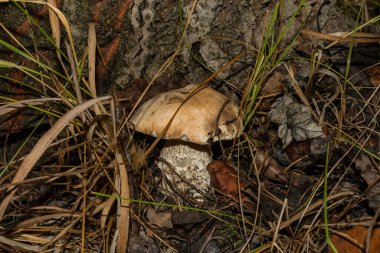 Aspen ormanında yenebilir, lezzetli mantarlı Leccinum aurantiacum, yakın plan. Mantar bir ağacın gövdesinin yanında yetişir..