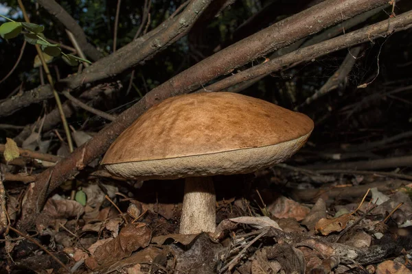 Grande Cogumelo Leccinum Boletus Edulis Leccinum Aurantiacum Floresta Escura Closeup — Fotografia de Stock