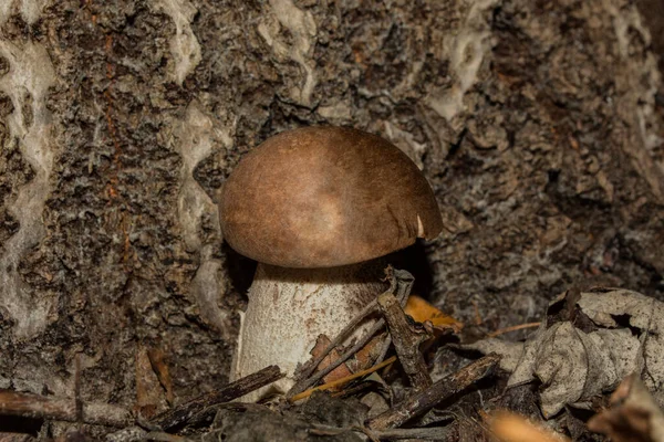 在一棵杨树的树干附近生长着小蘑菇 月桂花 树皮背侧的蘑菇 — 图库照片