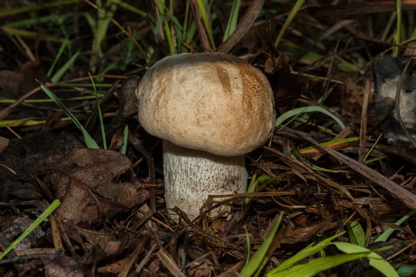 Съедобный Гриб Leccinum Aurantiacum Осиновом Лесу Крупный План — стоковое фото