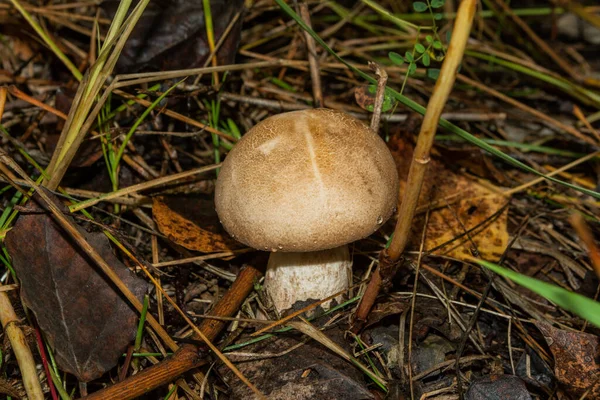 Commestibile Bello Leggero Giovane Fungo Leccinum Aurantiacum Una Foresta Pioppo — Foto Stock