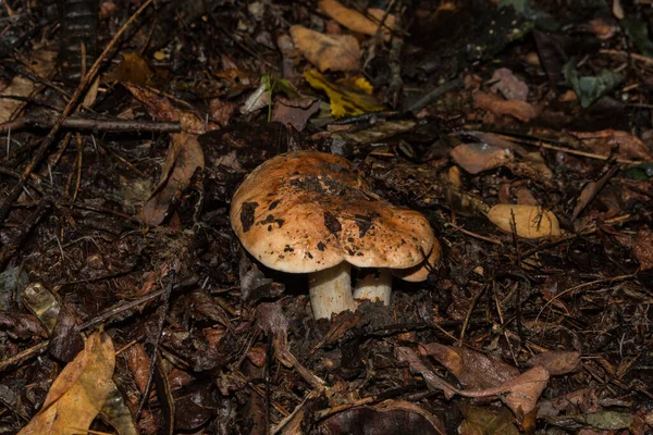 Tricholoma Populinum Mantarları Kavak Ormanındaki Genç Mantarlar Mantarlar Yakın Plan — Stok fotoğraf