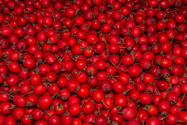 Texture Fruits Aubépine Rouge Mûre Crataegus Aestivalis Arrière Plan Baie — Photo