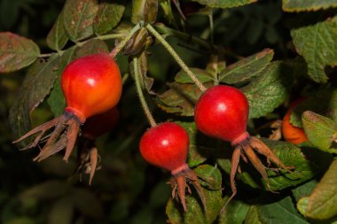 Rosehip May veya Rosehip cinnamon (Latince: Rosa majalis). Olgun gül üzümleri arka plandaki yapraklara karşı, yakın plan. Yumuşak seçici odak.