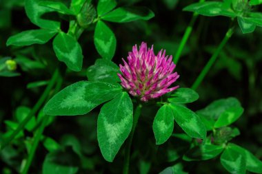 Pharmacognosy 'de. Çayır şifalı bitkiler. Yeşil yaprakların arka planında, Meadow Clover 'ın pembe çiçeği (Latince: Trifolium pratense), yakın plan.