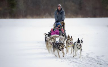 kızak köpekleri yarış