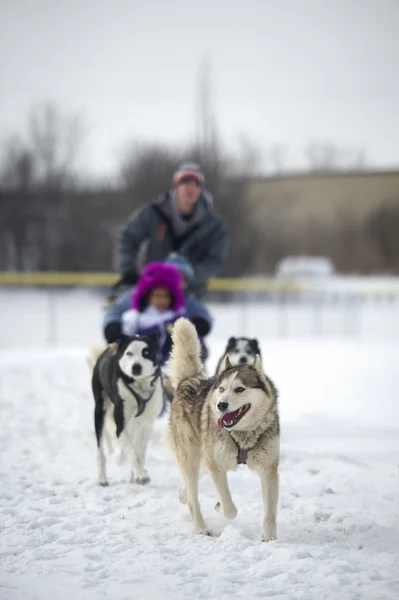 Kızak köpekleri yarış — Stok fotoğraf