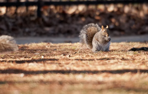 Squirrel Eating — Stock Photo, Image