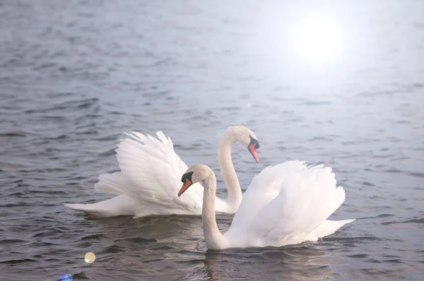Swans Swimming — Stock Photo, Image