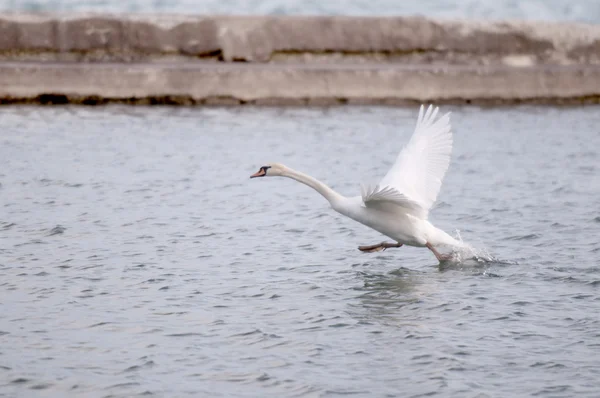 SWAN TAKE FLIGHT — Stock Photo, Image