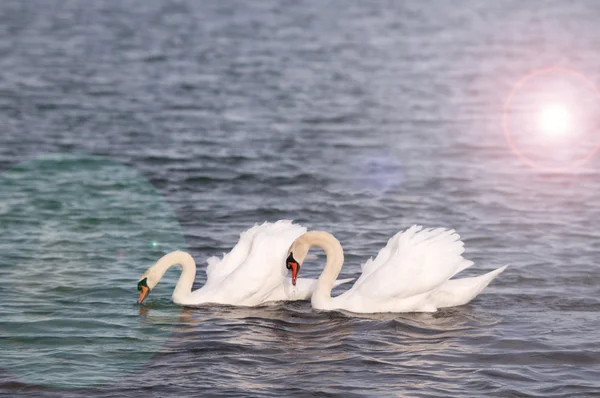 Swans Swimming — Stock Photo, Image
