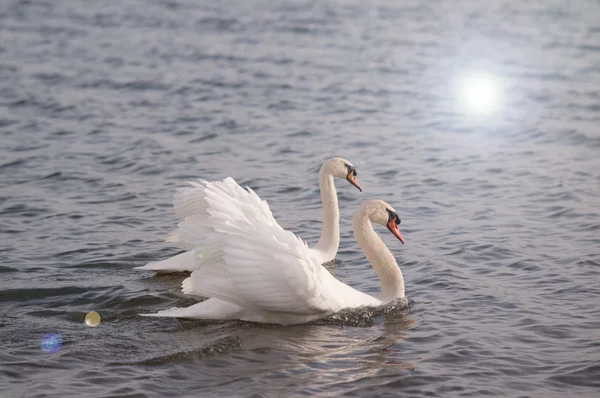 Swans Swimming — Stock Photo, Image