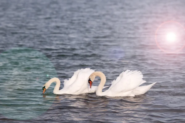 Labutě, plavání — Stock fotografie