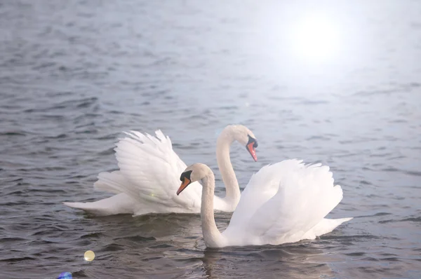 Cisnes Natación Imagen De Stock