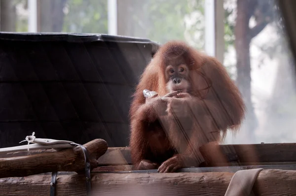 Orangutanlar — Stok fotoğraf