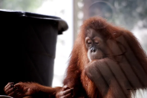 Orangutanes — Foto de Stock