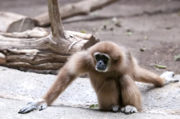 Orangutanlar — Stok fotoğraf