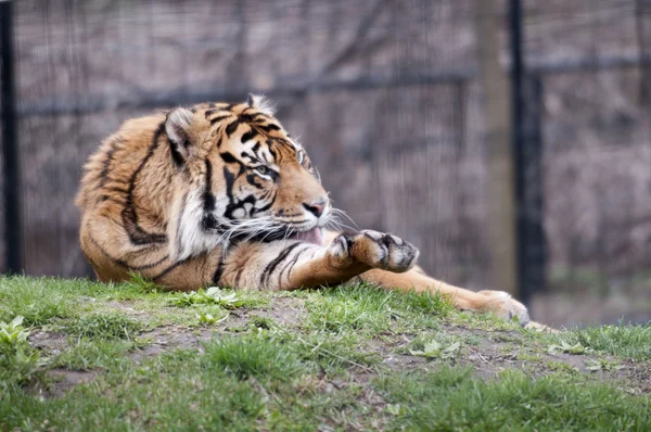 Tigre — Fotografia de Stock