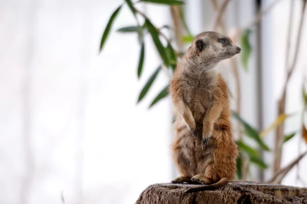 Suricate Surikat — Stockfoto