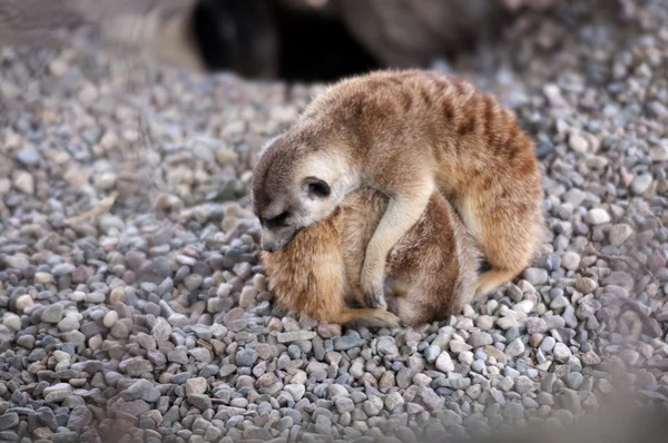 Suricate Surikat — Stockfoto