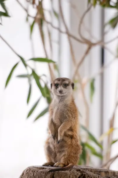 Suricate Surikat — Stockfoto