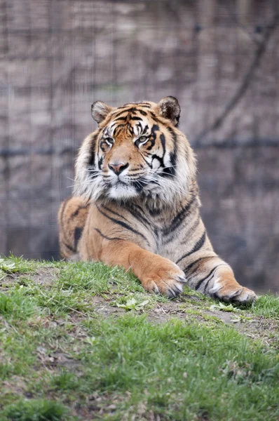 Tigre Imagen De Stock