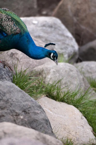 Pavão — Fotografia de Stock