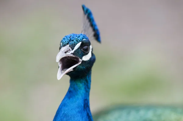 Pavão — Fotografia de Stock