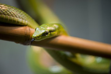 green rat snake clipart