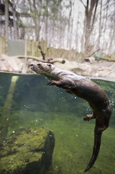 Mink swimming — Stock Photo, Image