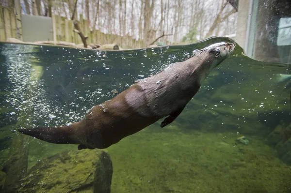 Mink swimming — Stock Photo, Image