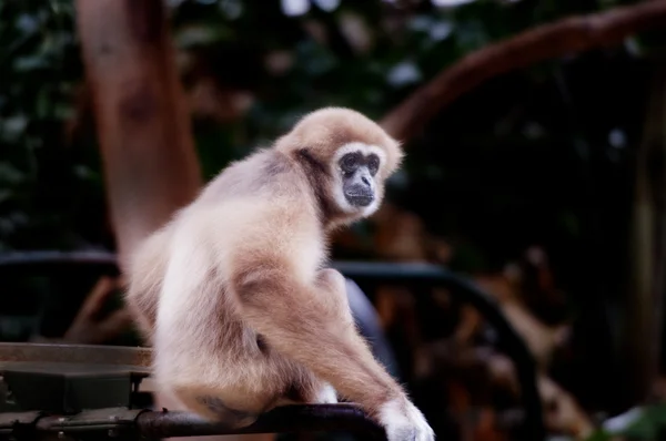 Orangutanes — Foto de Stock