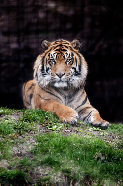Tiger lizenzfreie Stockfotos