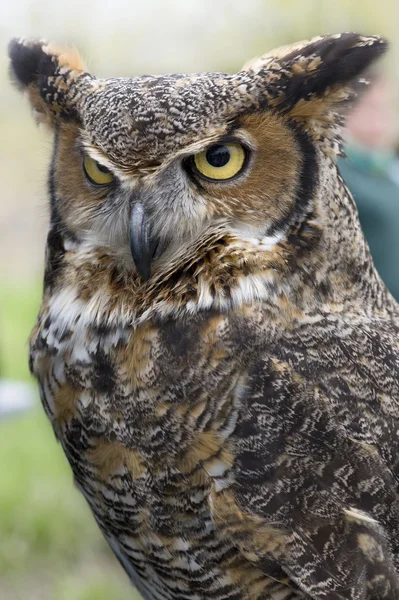 Owl close-up — Stock Photo, Image