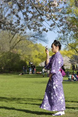 Blossoming cherry