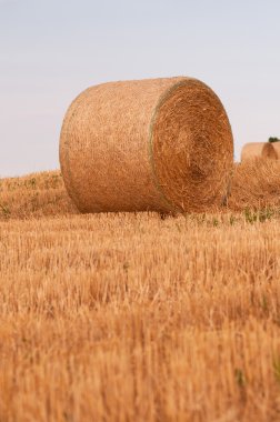 buğday