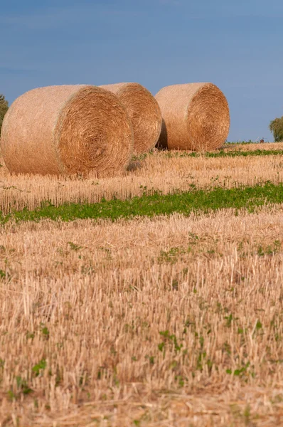 Vete — Stockfoto