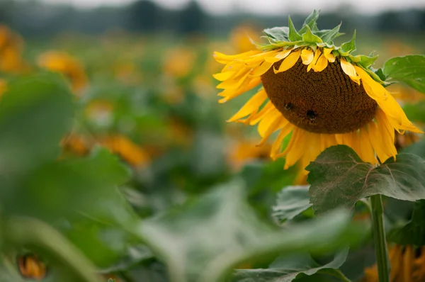 Sunflower — Stock Photo, Image