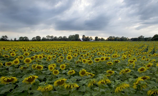 Sunflower — Stock Photo, Image