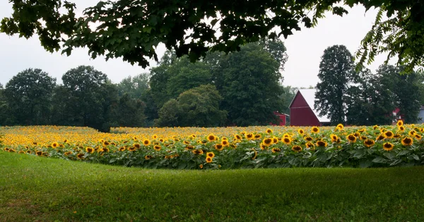 Sunflower — Stock Photo, Image