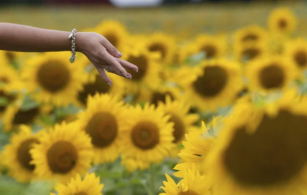 Sunflower — Stock Photo, Image