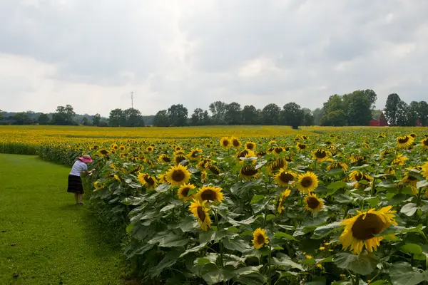 Sunflower — Stock Photo, Image