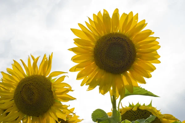 Sunflower — Stock Photo, Image