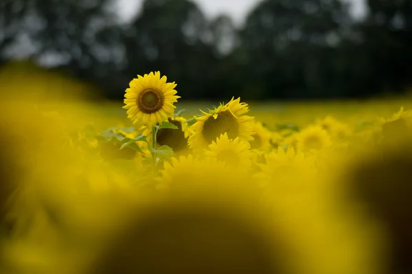 Sunflower — Stock Photo, Image