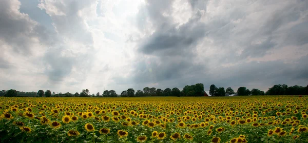 Sunflower — Stock Photo, Image